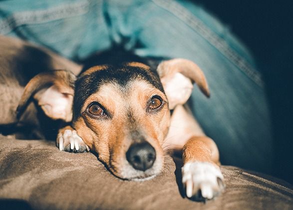 How to Photograph Your Pets at Home