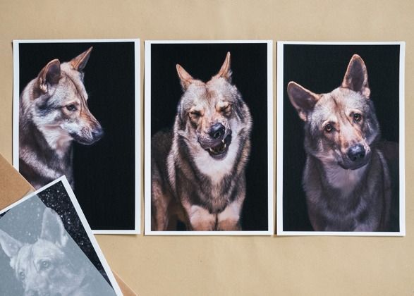Pet photography tips and tricks