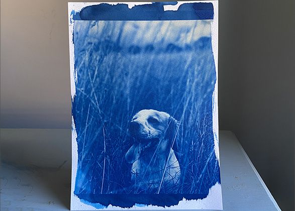 #WorldCyanotypeDay: How to create a cyanotype print