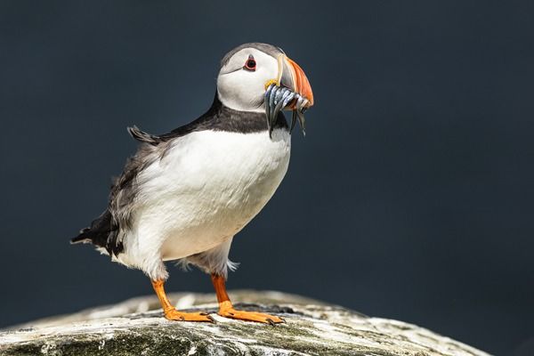Animal photography tips