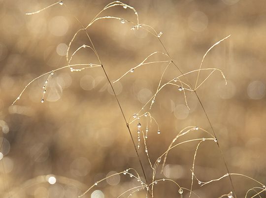 "THE INTIMATE LANDSCAPE" INTRODUCTION