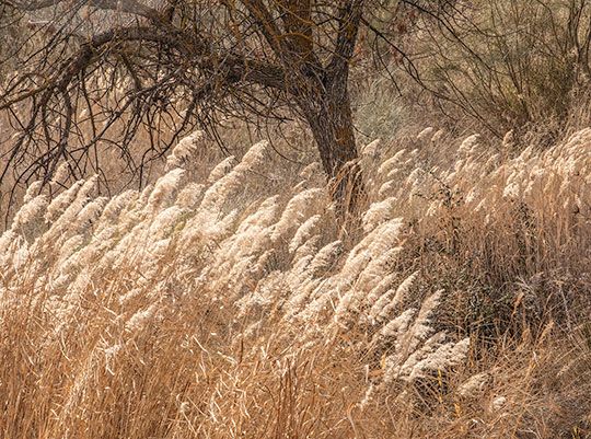 THE INTIMATE LANDSCAPE 5 : CHAOTIC BEAUTY.