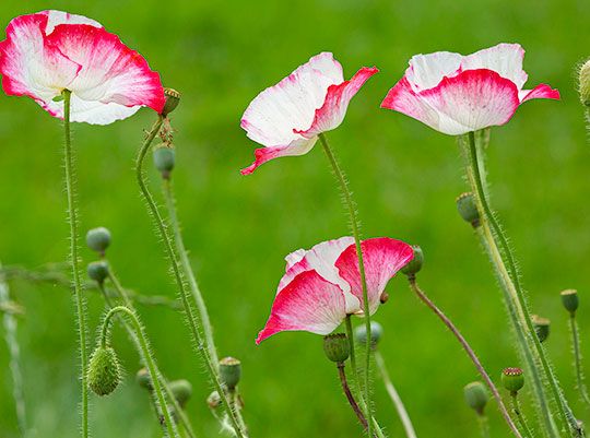 THE INTIMATE LANDSCAPE 3 : WHICH LENS SHOULD I USE?