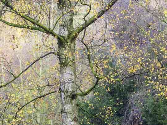 Wareham Forest - Photographing Locally