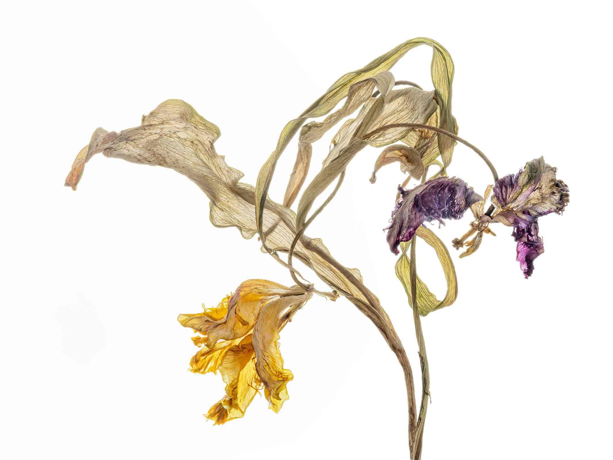 How to Capture Still Life in Photography